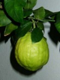 Cedro Traditional Food in Calabria South Italy